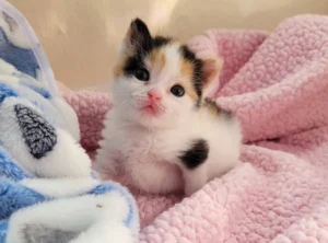 Calico Kitten