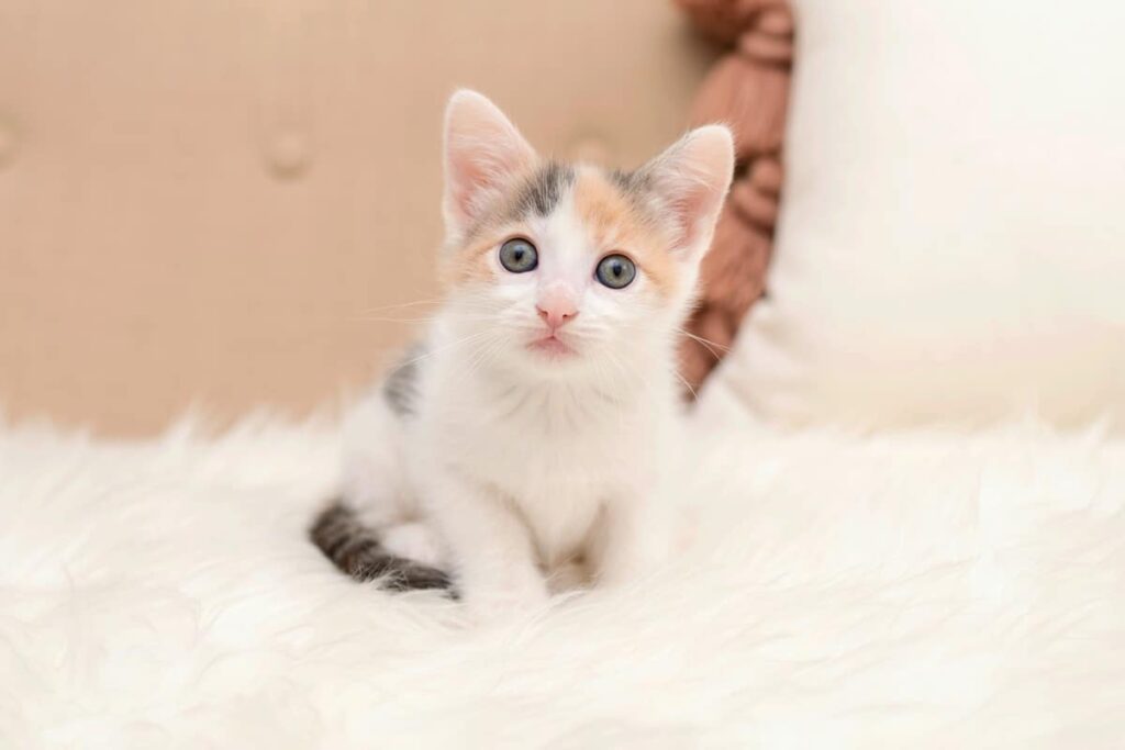 Cute Calico Kitten