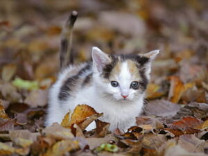 Cute Calico Kitten