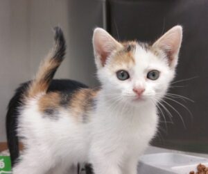 Little Calico Kitten