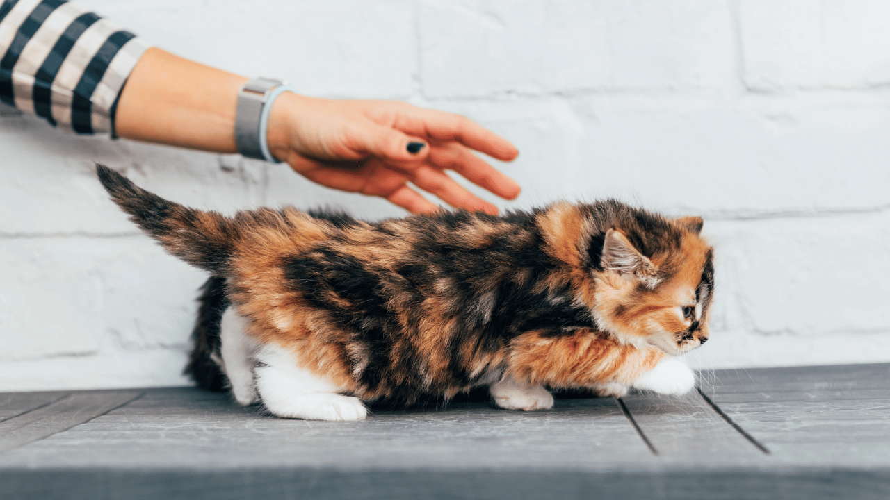 Little Calico Kitten