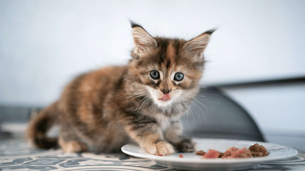 Calico Kitten Cost