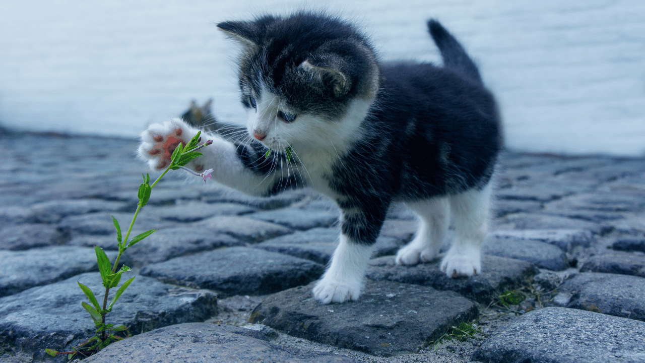 Maine Coon Kittens make good pets