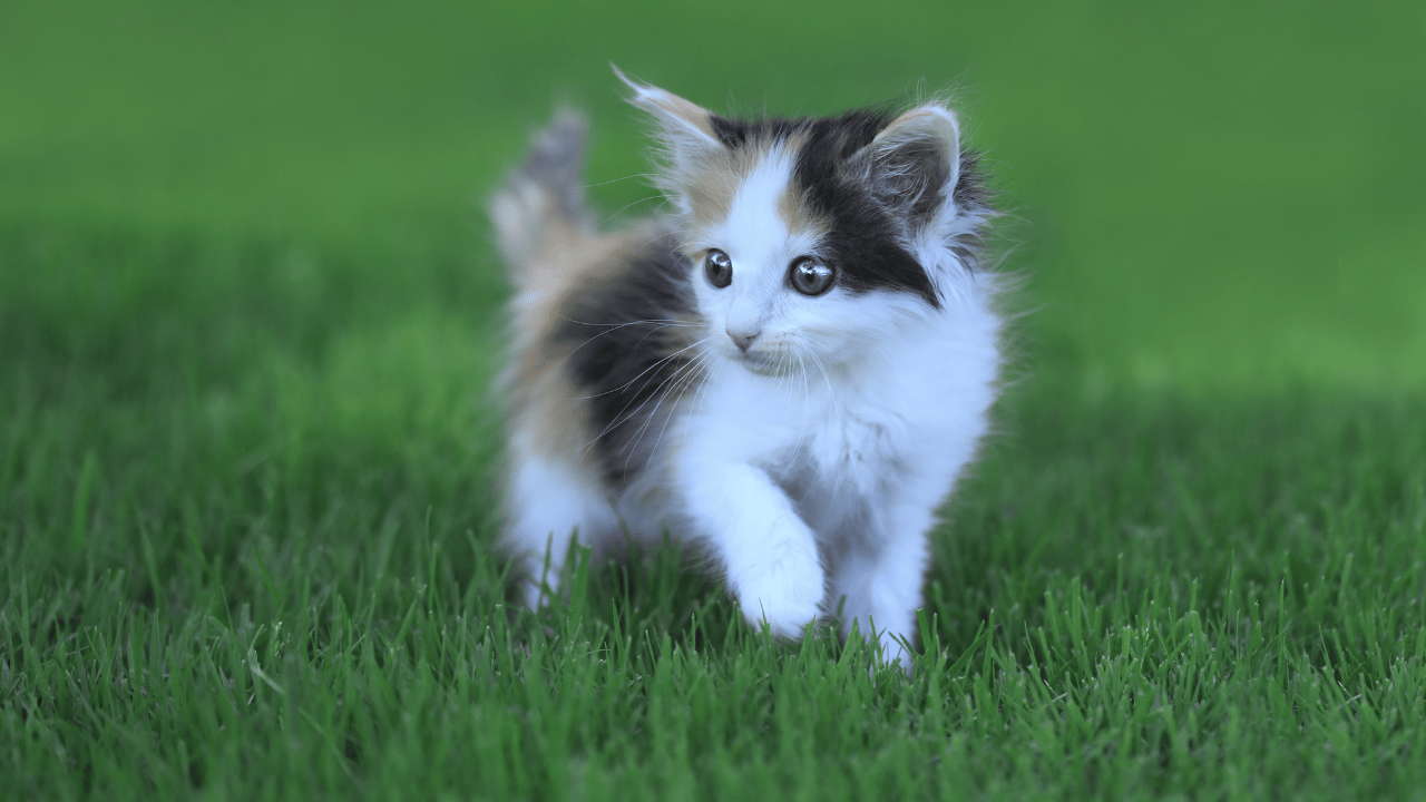 Calico Kittens Outdoors