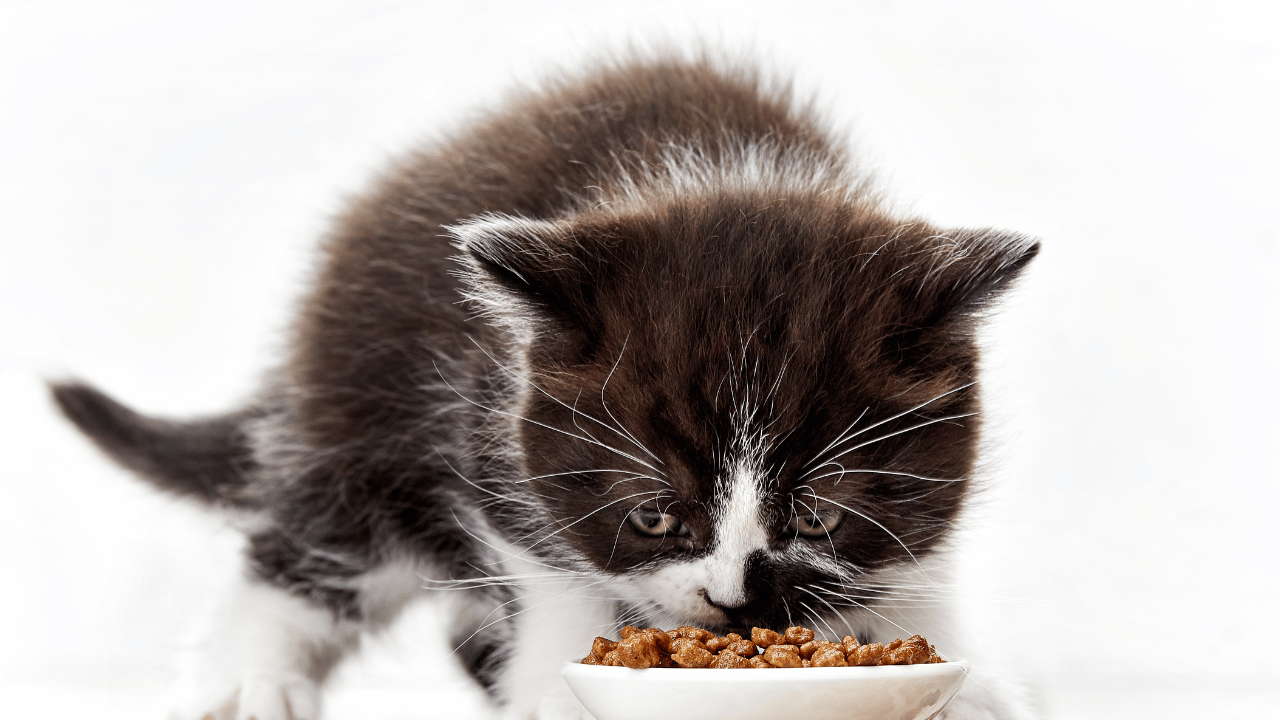 Best Homemade Kitten Treats