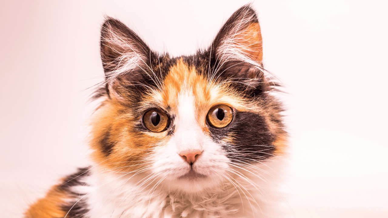 Calico Cats