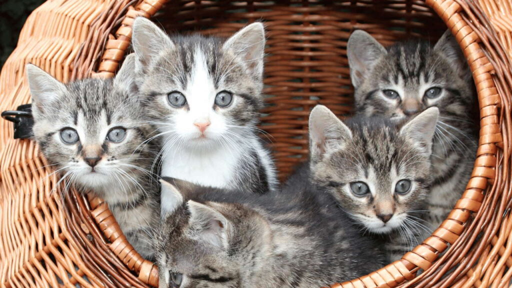 Maine Coon kittens live