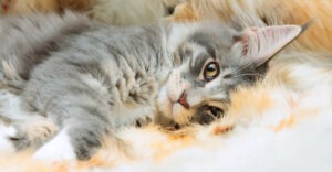 Maine Coon