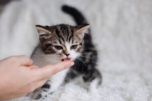 Kitten