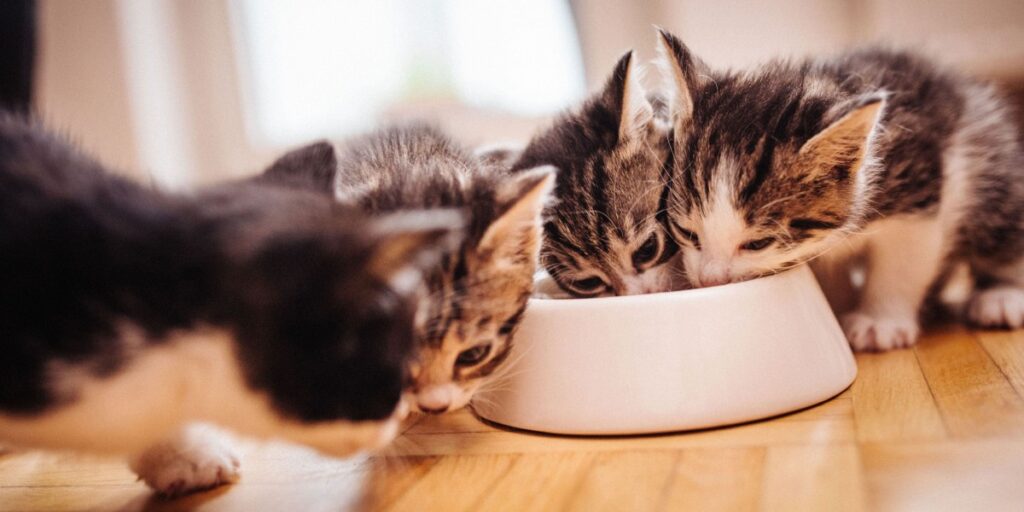 Homemade Food for Kittens