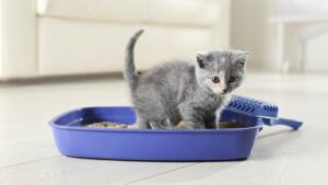 Baby British Shorthair Kittens