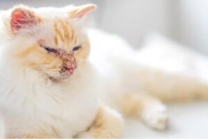 Skin Diseases in Kittens