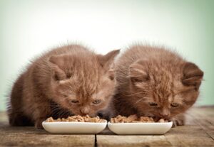 Nutritional Tips for Kittens