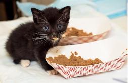 Soft Food for Kittens