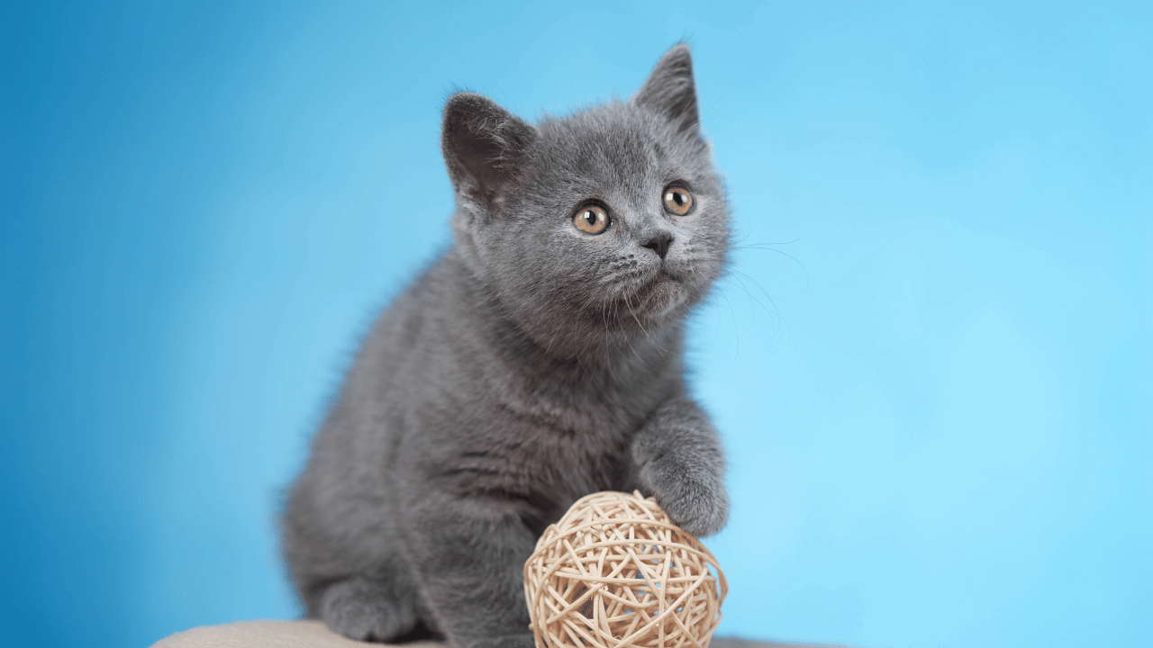 best food for British shorthair kittens