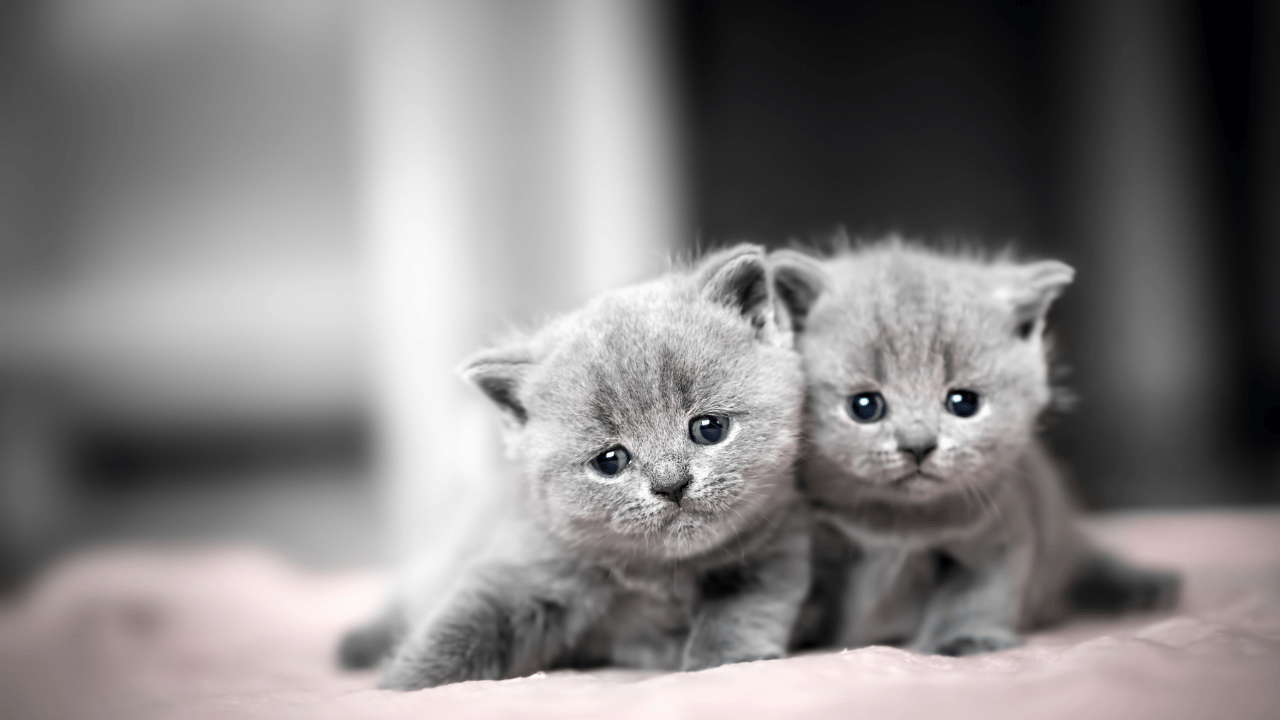 British Shorthair Kittens