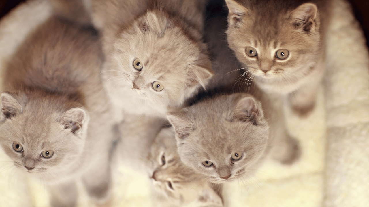 How to Choose a British Shorthair Kitten