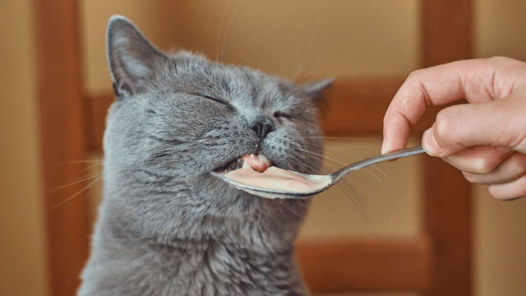 natural foods can kittens eat