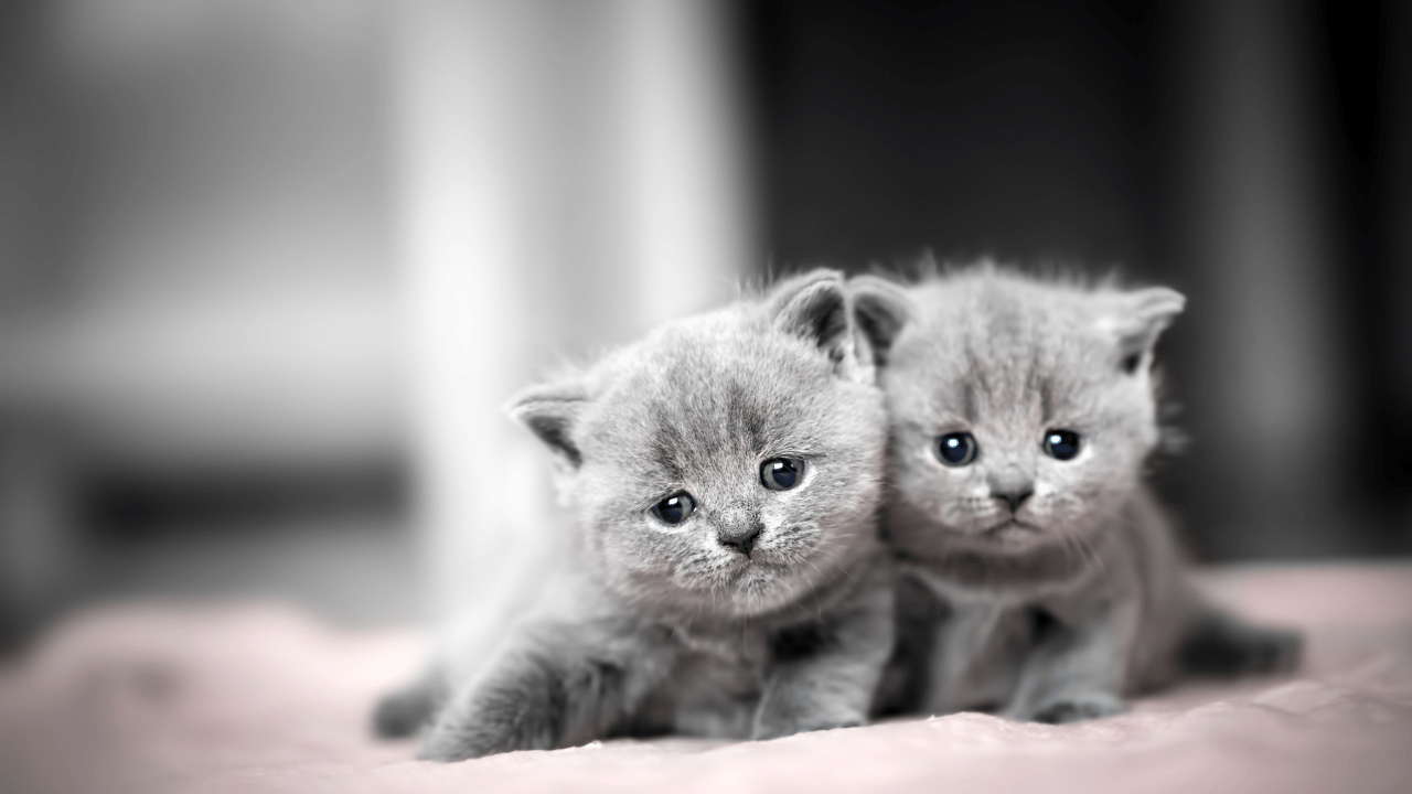 Training Your British Shorthair Kitten