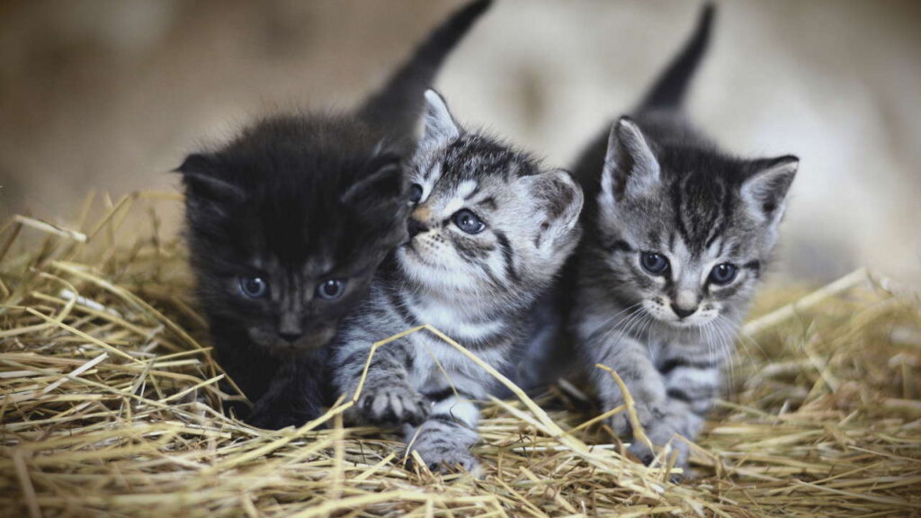 Maine Coon Cats Love