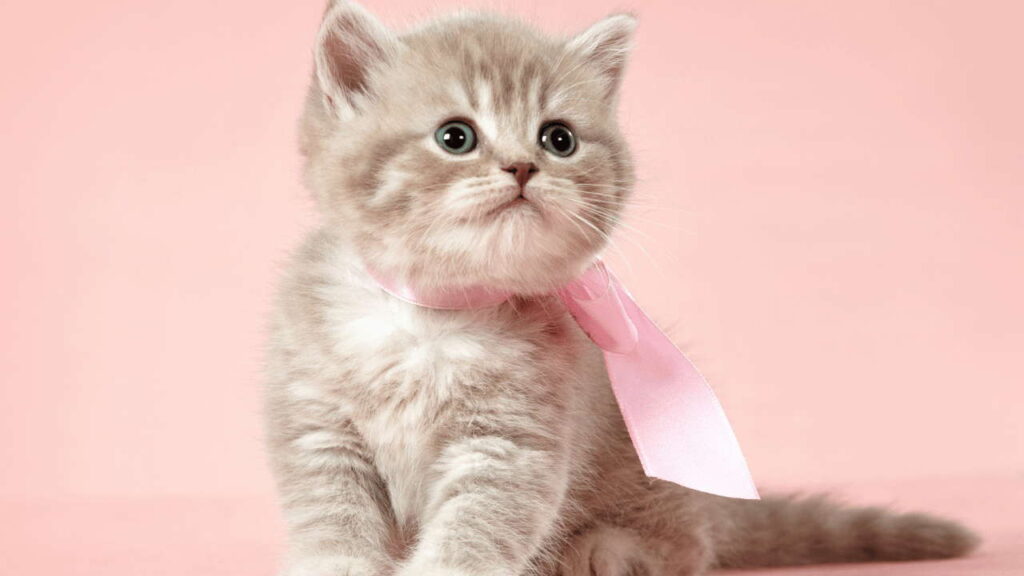 British Shorthair Kitten Cost