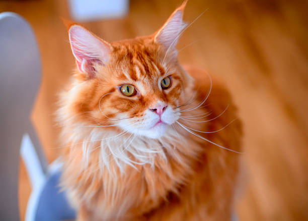 Maine Coon