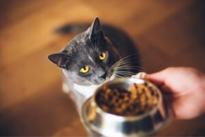 Can Kittens have Adult Cat Food?