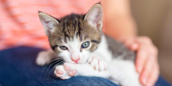 Kittens Training