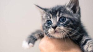 Tips for Training Kittens