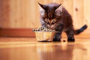 Tips for Training Kittens