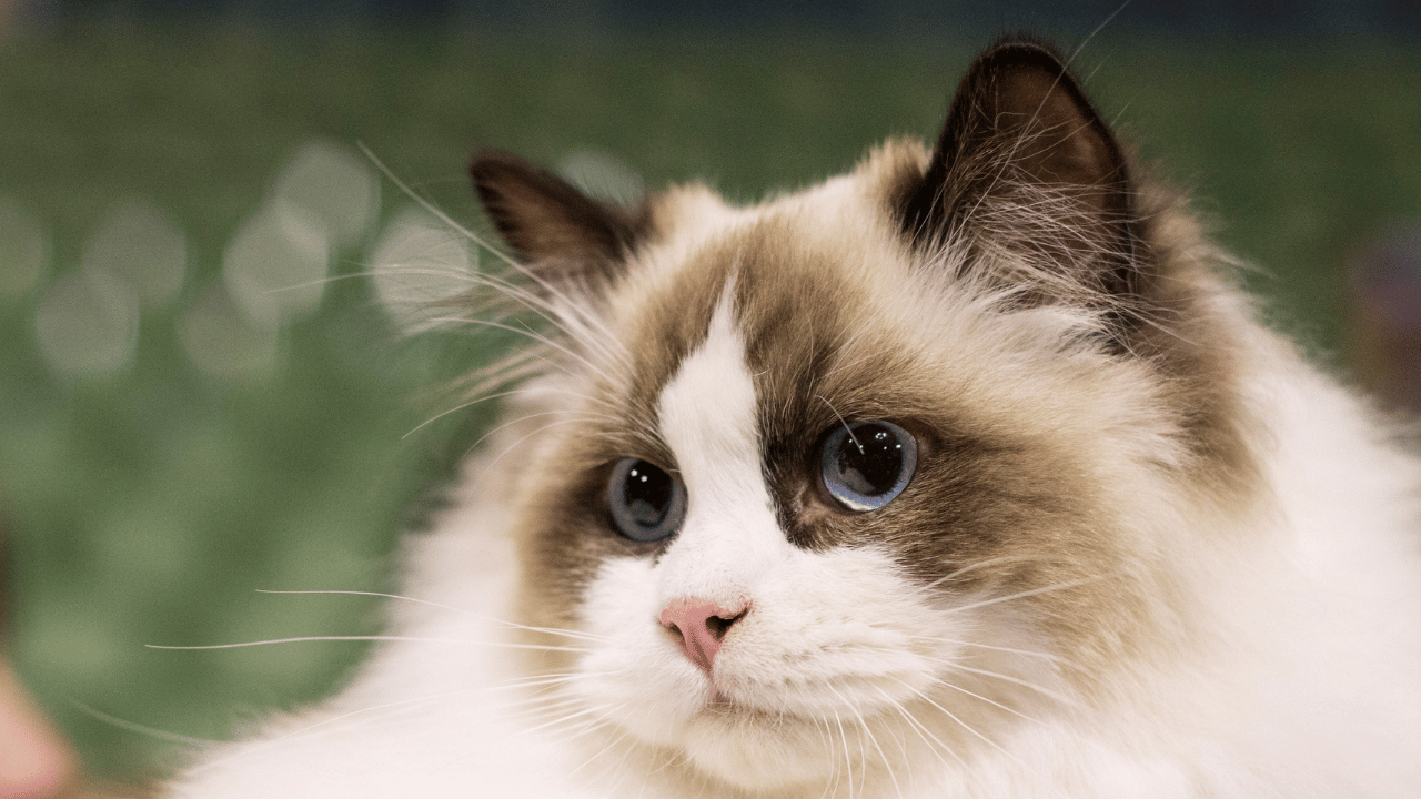 Ragdoll Kittens