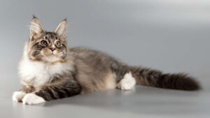 Maine Coon Cat Kittens