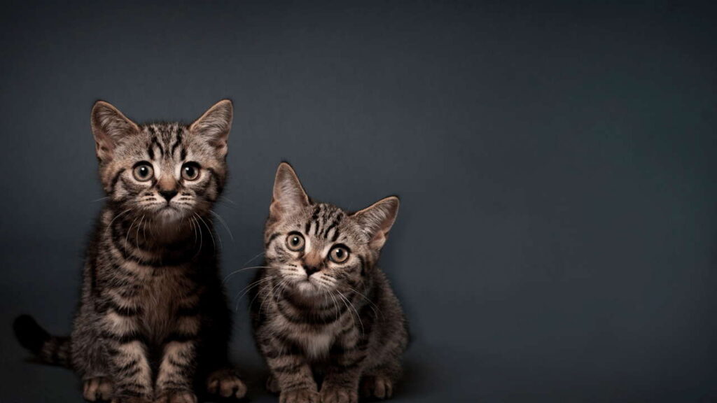 British Shorthair Kittens