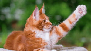 Maine Coon Cat Kittens