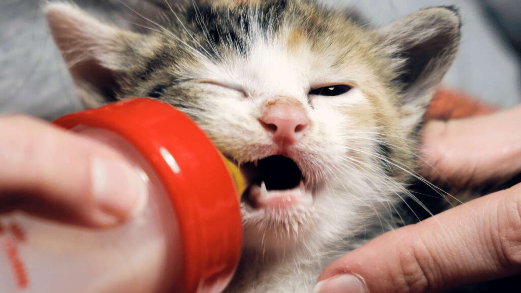 Bootle Feeding Kittens