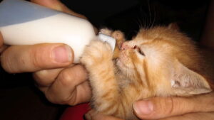 Bootle Feeding Kittens