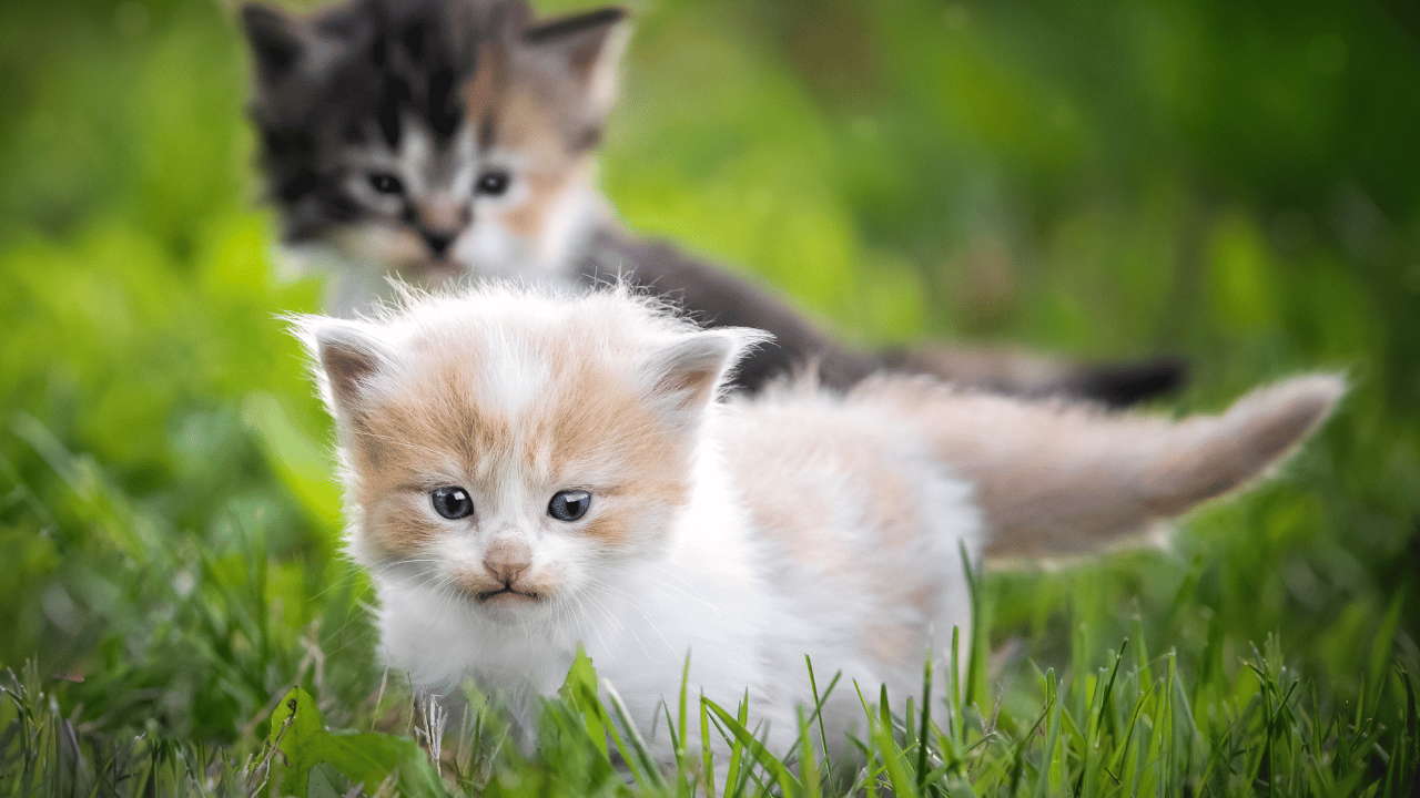 Teacup Kittens