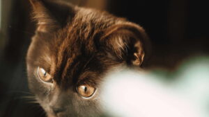 British Shorthair Kittens