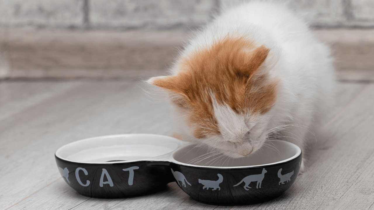 Best Wet Cat Food for Kittens