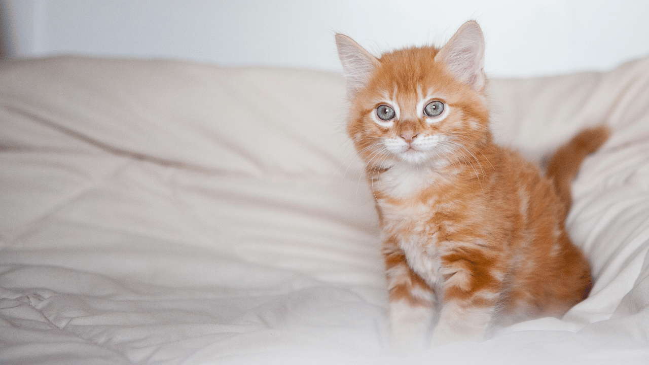 Orange Kittens