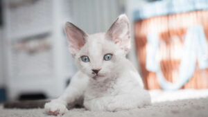 Devon Rex Kittens