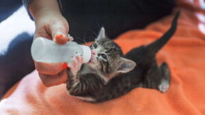 Bootle Feeding Kittens