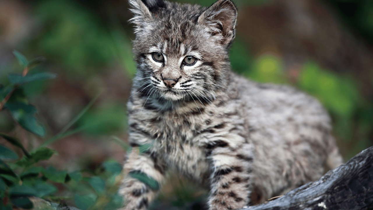 Bobcat Kittens