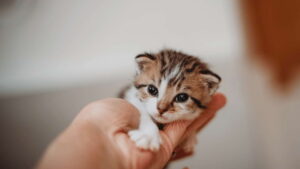 Teacup Kittens 