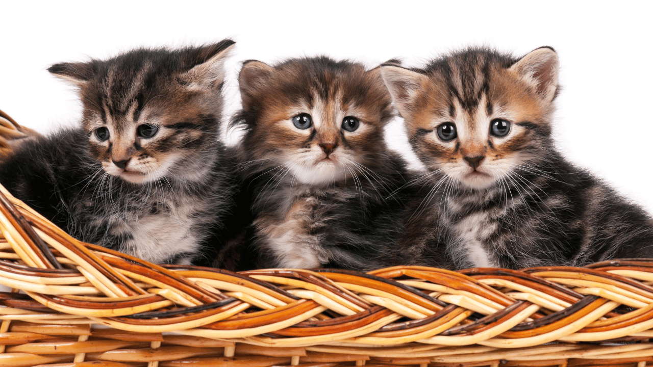 Siberian Kittens