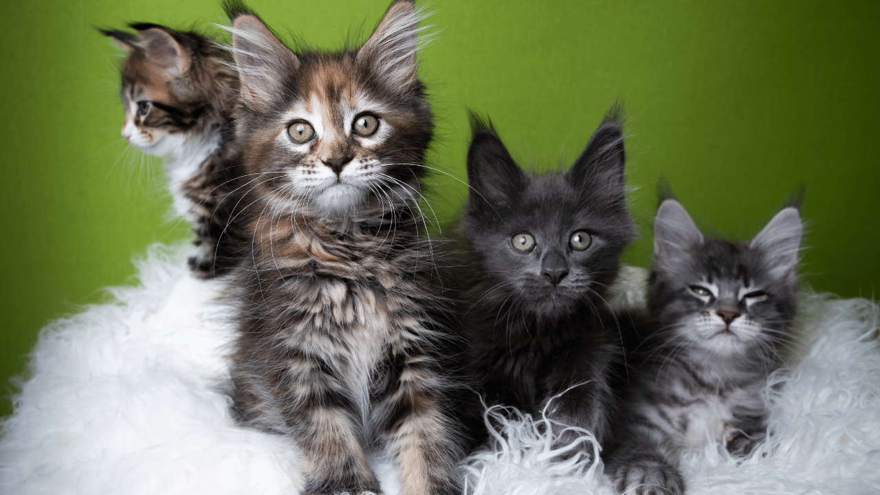 Maine Coon Cat Kittens