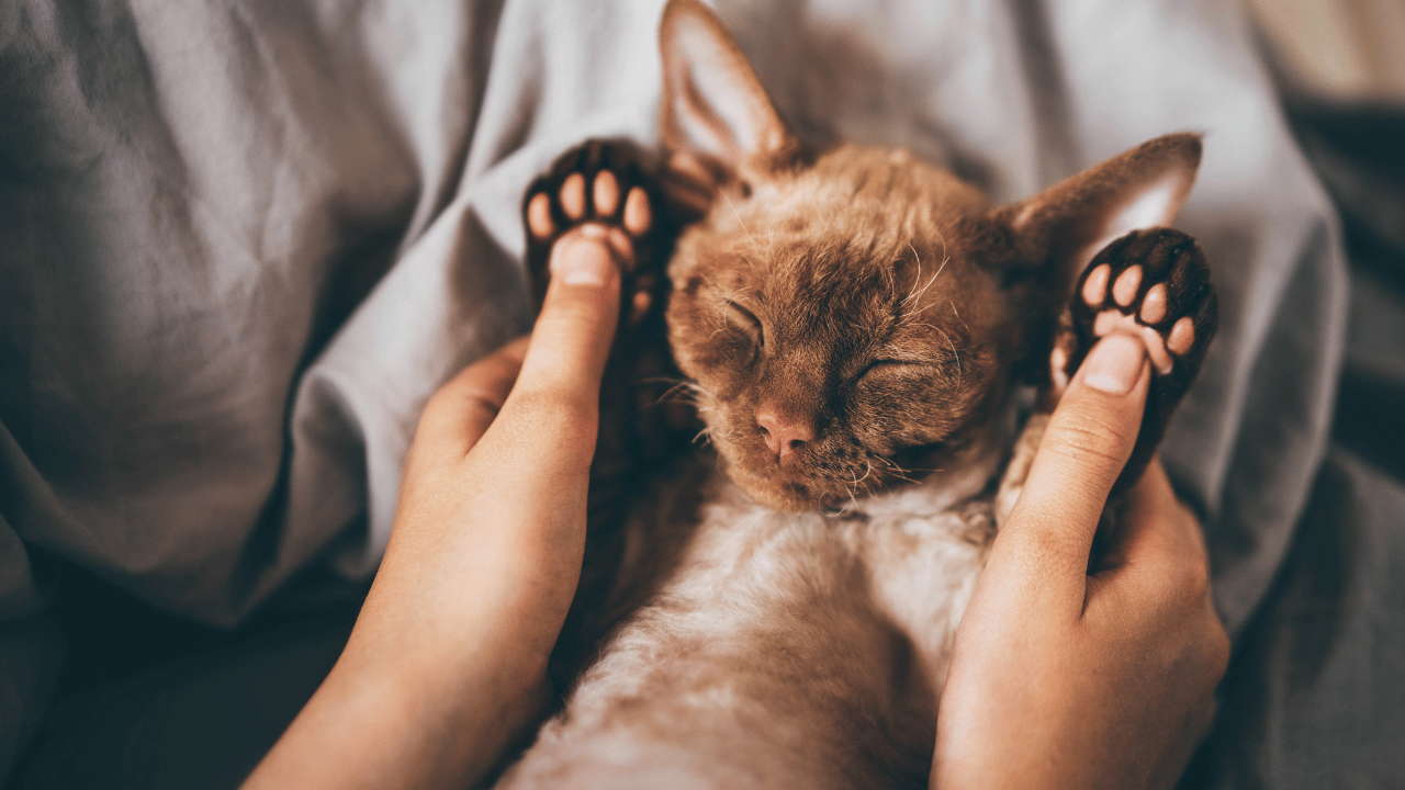 Devon Rex Kittens