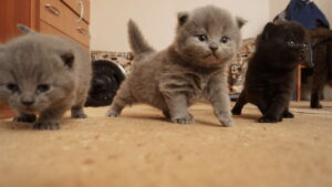 British Shorthair Kittens