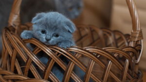 Russian Blue Kittens