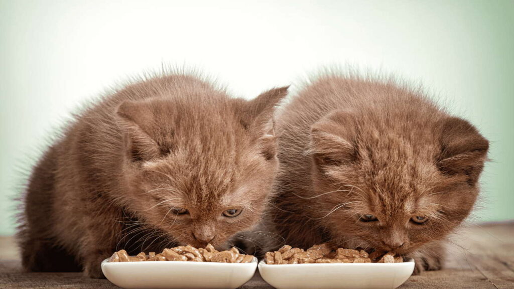 Kitten Start Eating Food and Drinking Water